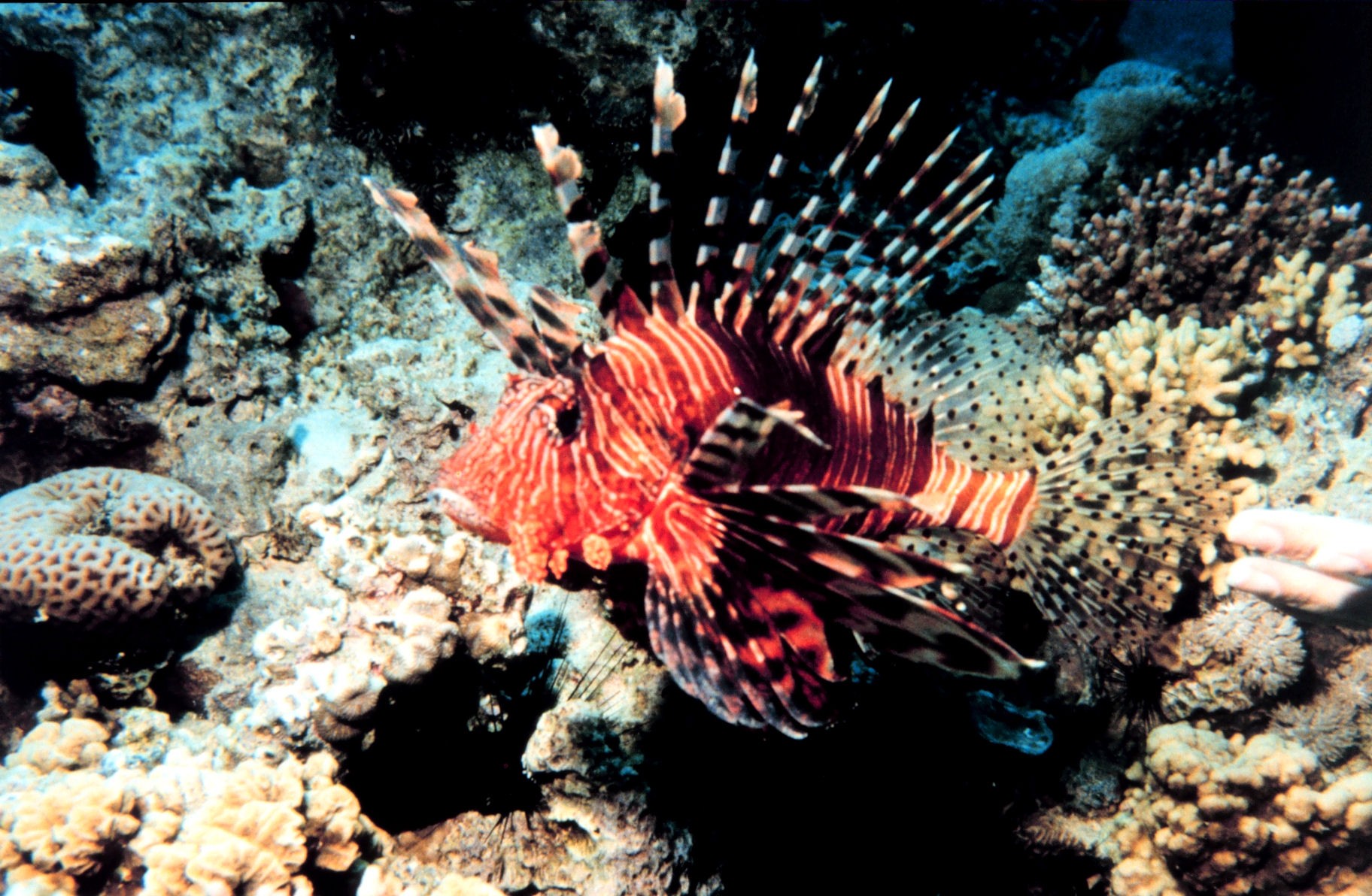 Underwater photograph of a red-and-white striped lionfish with long fan-like fins among corals.