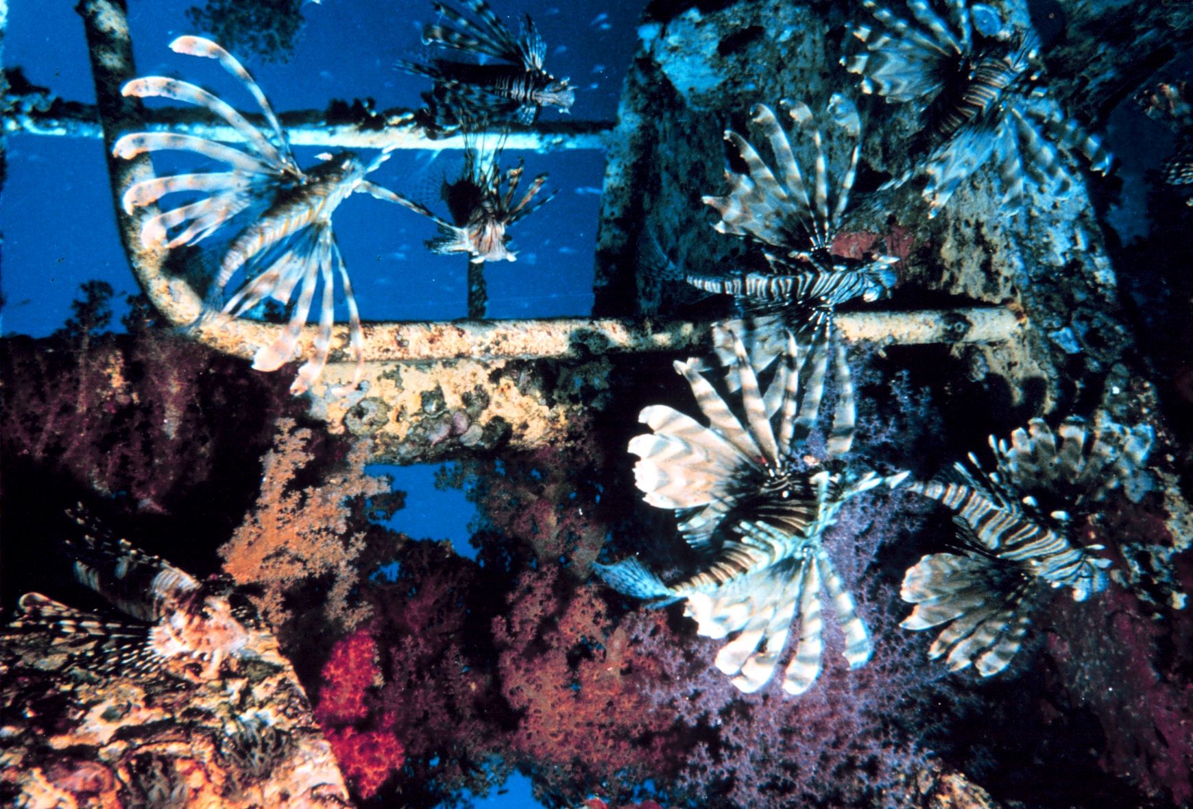 Underwater photograph of several lionfish swimming around a rusted, coral-covered metal structure.